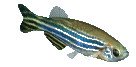 Acvariu Herastrau - Reef Aquarium